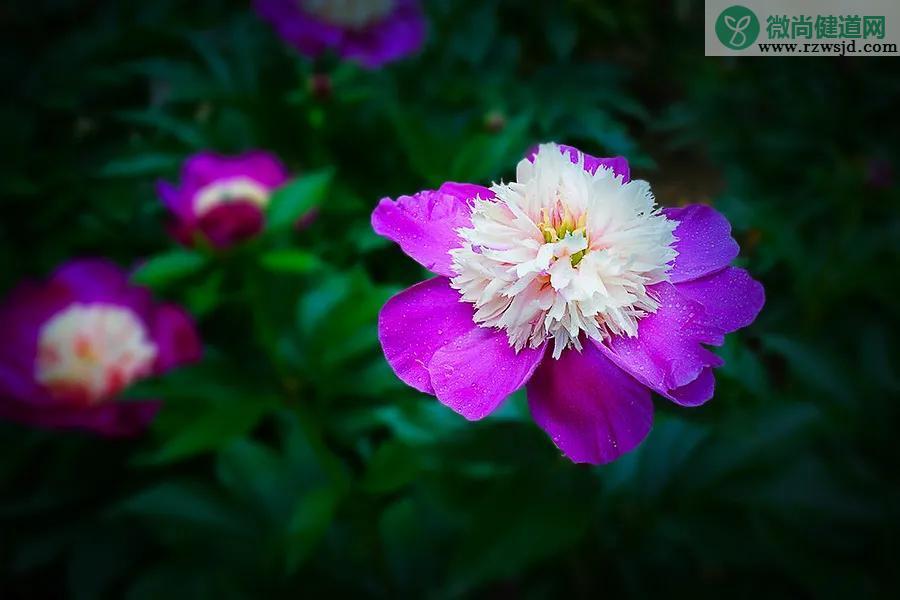 芍药春天种植可以吗（芍药种植方法和时间） 养花知识 第1张