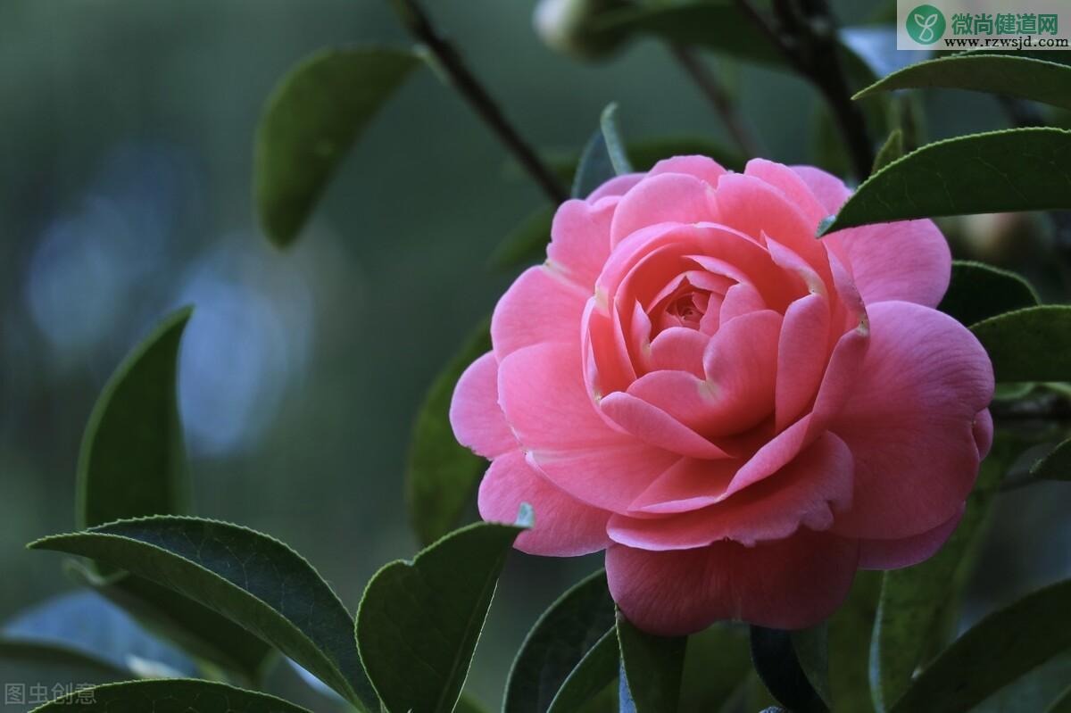 茶花树怎么养才长得好（茶花树