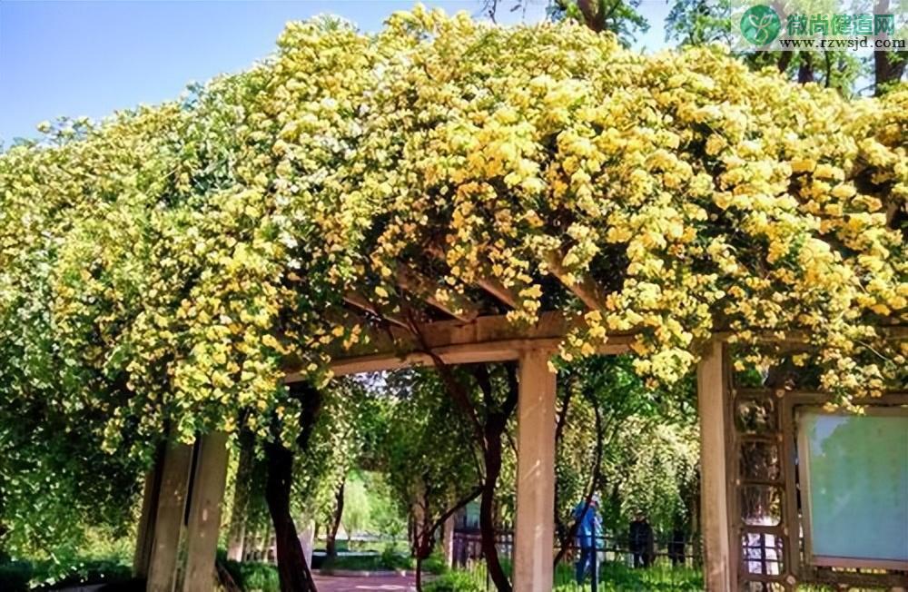 黄木香花的种植养护方法 养花知识 第8张