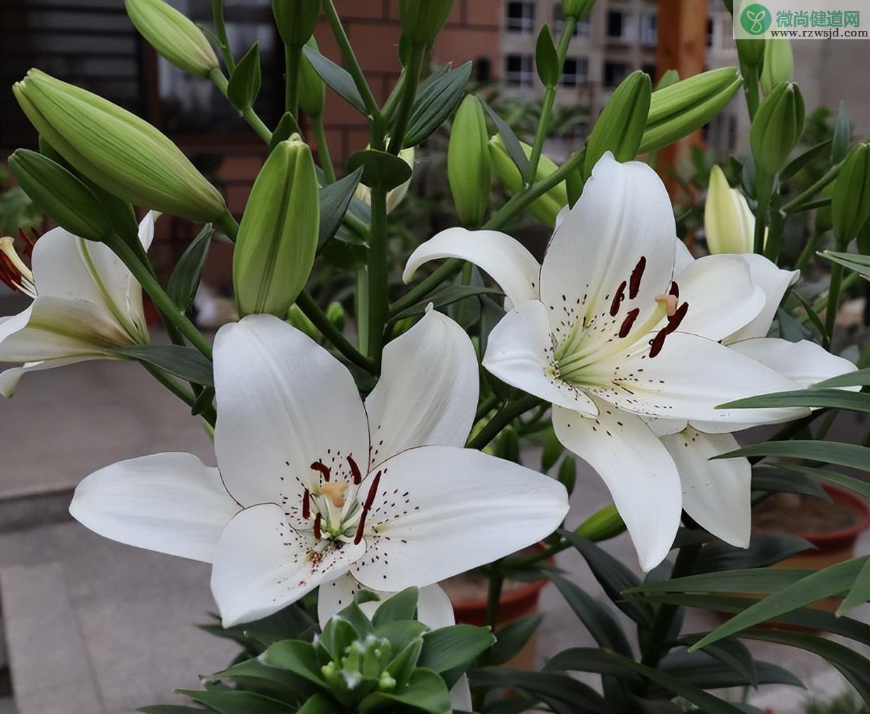 百合花盆栽开完花后怎么处理（百合花开花之后的后期管理方法） 养花知识 第1张