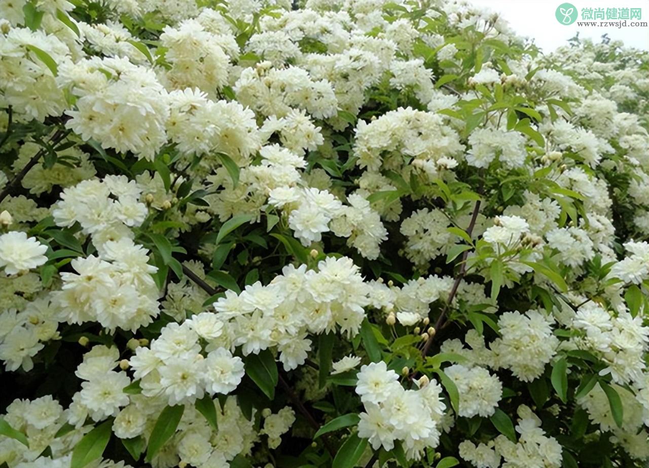 院子里种木香风水好吗如何养（木香花的种植养护方法） 养花知识 第8张