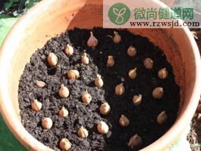 郁金香种球怎么种植（郁金香种球种植方法和时间） 养花知识 第2张