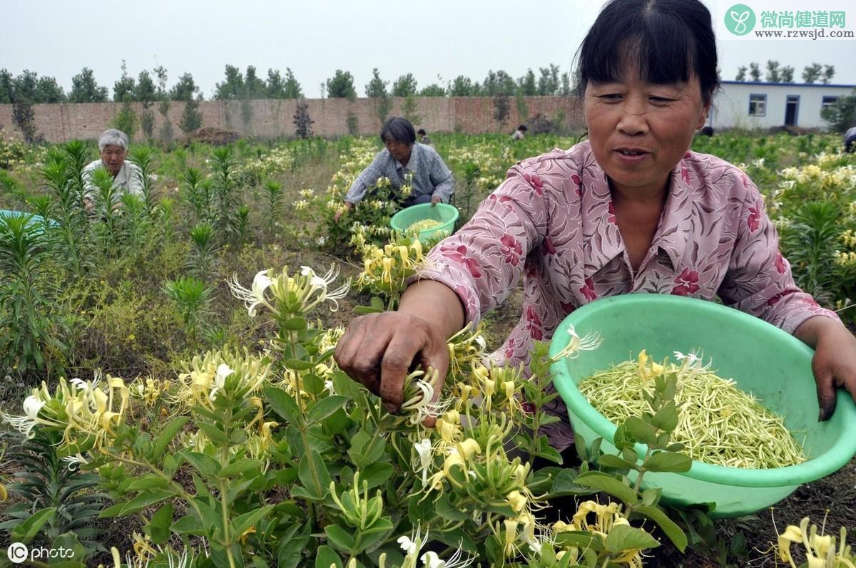 金银花什么时候开花（金银花的