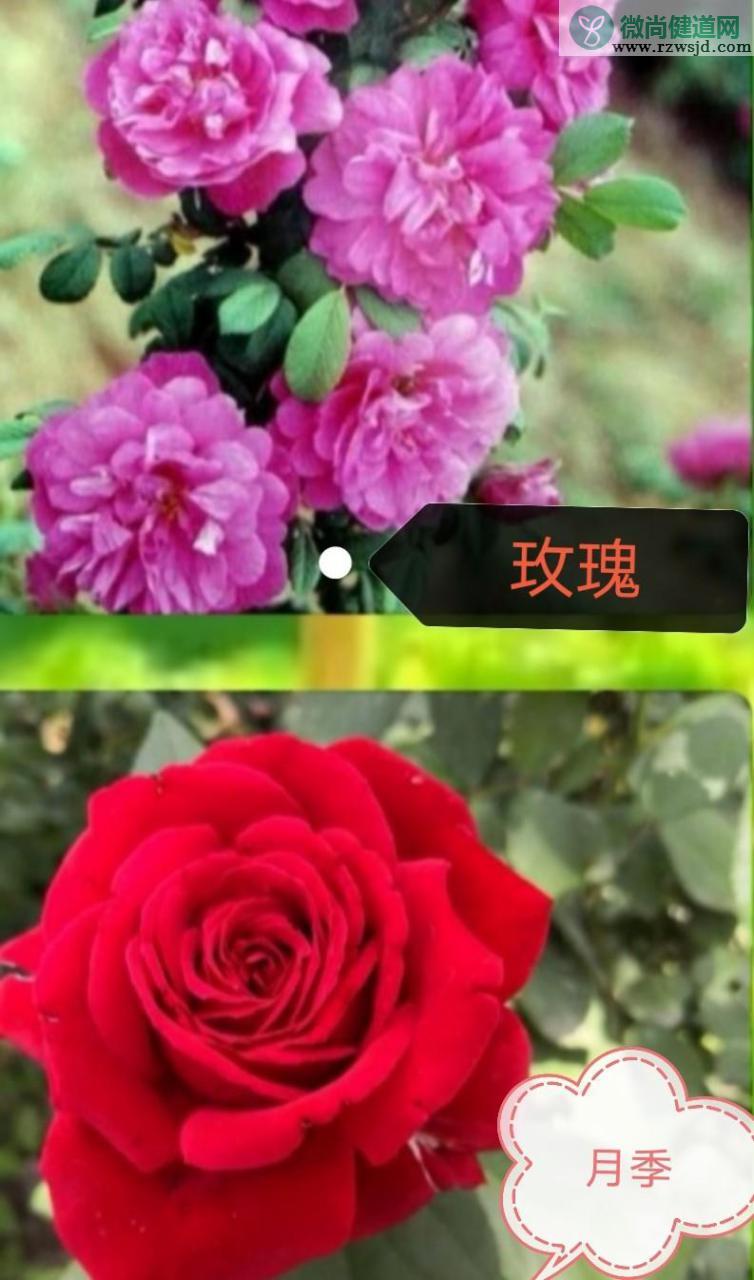 玫瑰和月季的区别（玫瑰和月季辨别方法图解） 养花知识 第2张