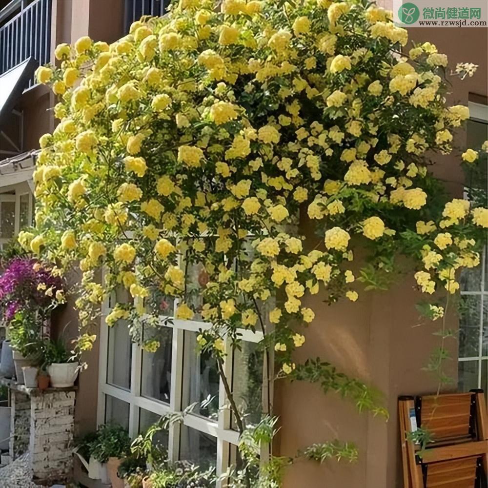 黄木香花的种植养护方法 养花知识 第12张