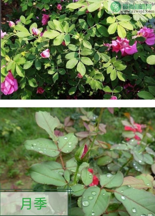 玫瑰和月季的区别（玫瑰和月季辨别方法图解） 养花知识 第3张