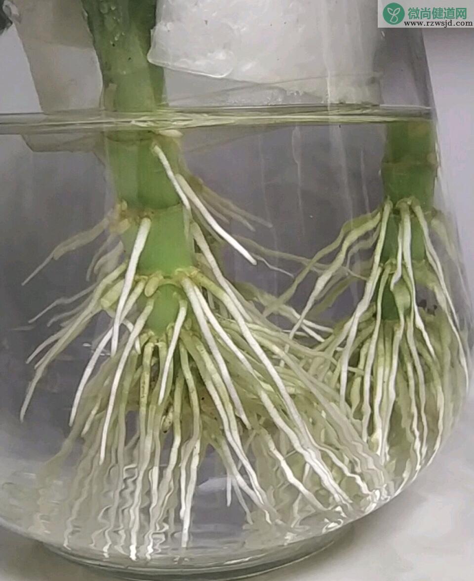 过期药能给花当肥料吗（一片阿司匹林兑多少水浇花） 养花知识 第5张