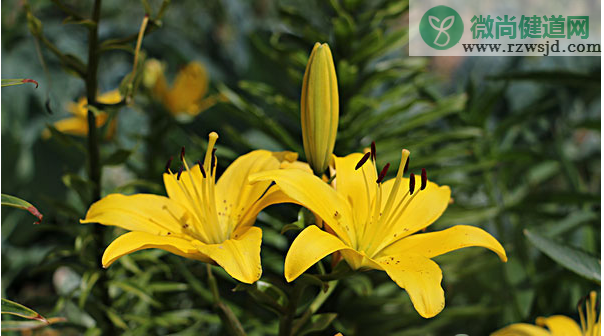 百合花开完花后植株如何处理（百合花开完花后怎么养） 养花知识 第2张