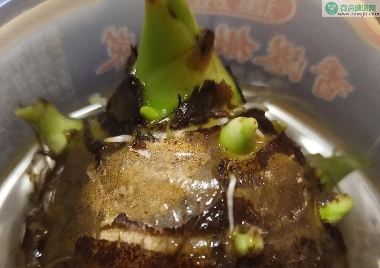 荔浦芋头种植技术与管理 绿植养护 第2张