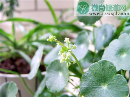 铜钱草会开花吗 绿植养护 第4张