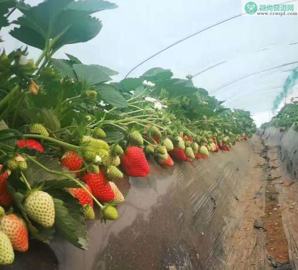 草莓多久浇一次水比较好（草莓的肥水管理技术） 绿植养护 第2张