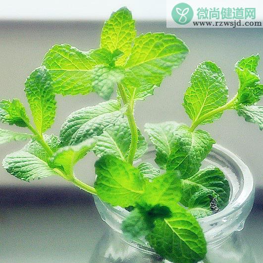 薄荷能水培养吗（薄荷水培方法） 绿植养护 第2张