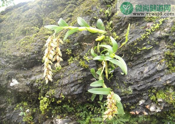 铁皮石斛种植技术（铁皮石斛怎么家养） 绿植养护 第4张