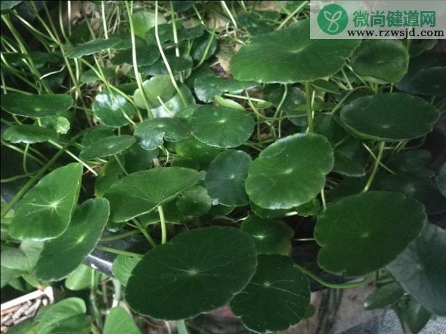 铜钱草会开花吗 绿植养护 第1张