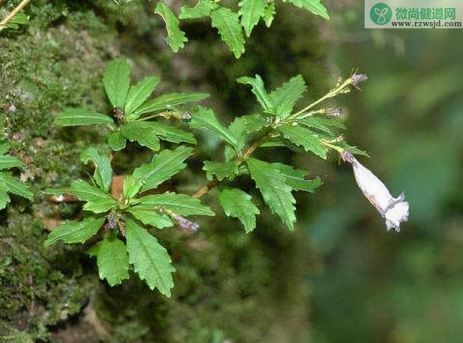 石吊兰的功效与作用（石吊兰资料介绍及其药用价值） 植物与健康 第2张