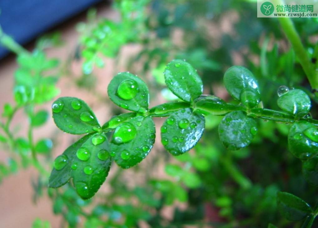 清香木的功效和作用（清香木的用途有哪些） 植物与健康 第1张