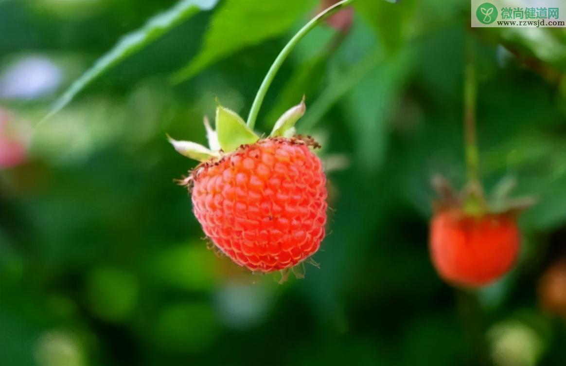 树莓的功效与作用（树莓的营养价值有哪些） 植物与健康 第3张