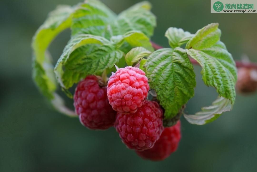 树莓的功效与作用（树莓的营养价值有哪些） 植物与健康 第1张