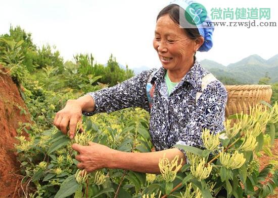 金银花怎样晒干（金银花晒干的4个步骤） 植物与健康 第2张