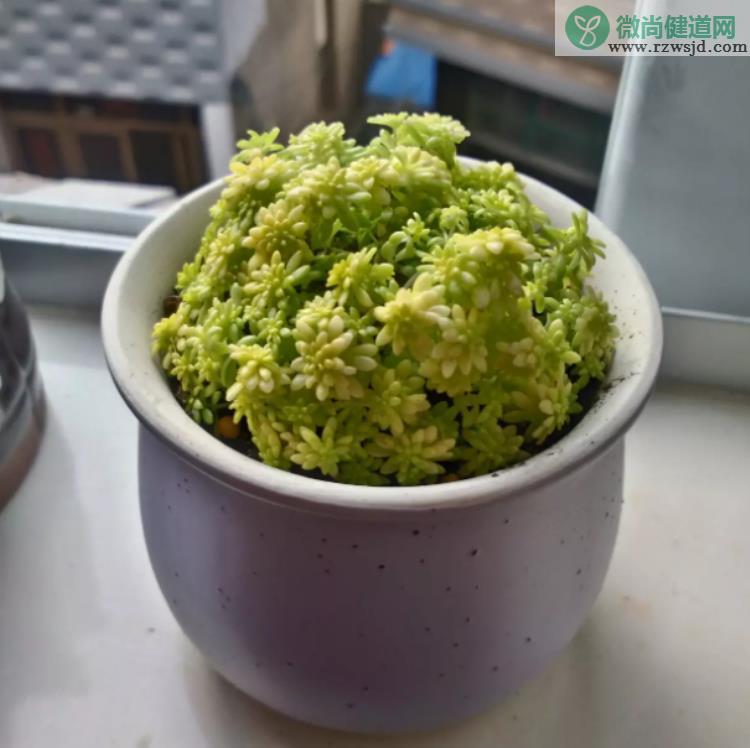 多肉植物浇水还是喷雾（哪种浇水方式适合多肉） 多肉植物 第3张