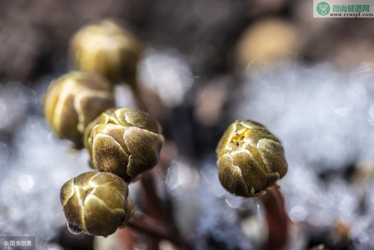 冰凌花的功效与作用（冰凌花图片和药用价值） 植物与健康 第2张