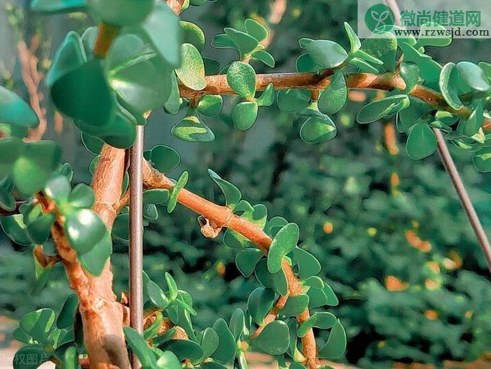 金枝玉叶花的养殖方法和注意事项 多肉植物 第2张