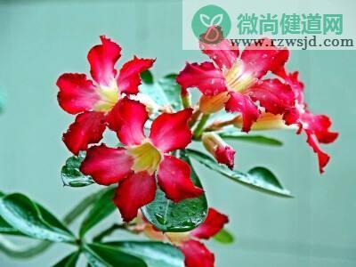 沙漠玫瑰怎么养（沙漠玫瑰的养殖方法） 多肉植物 第3张