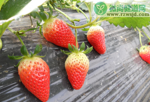 摘草莓的季节是几月份，草莓的