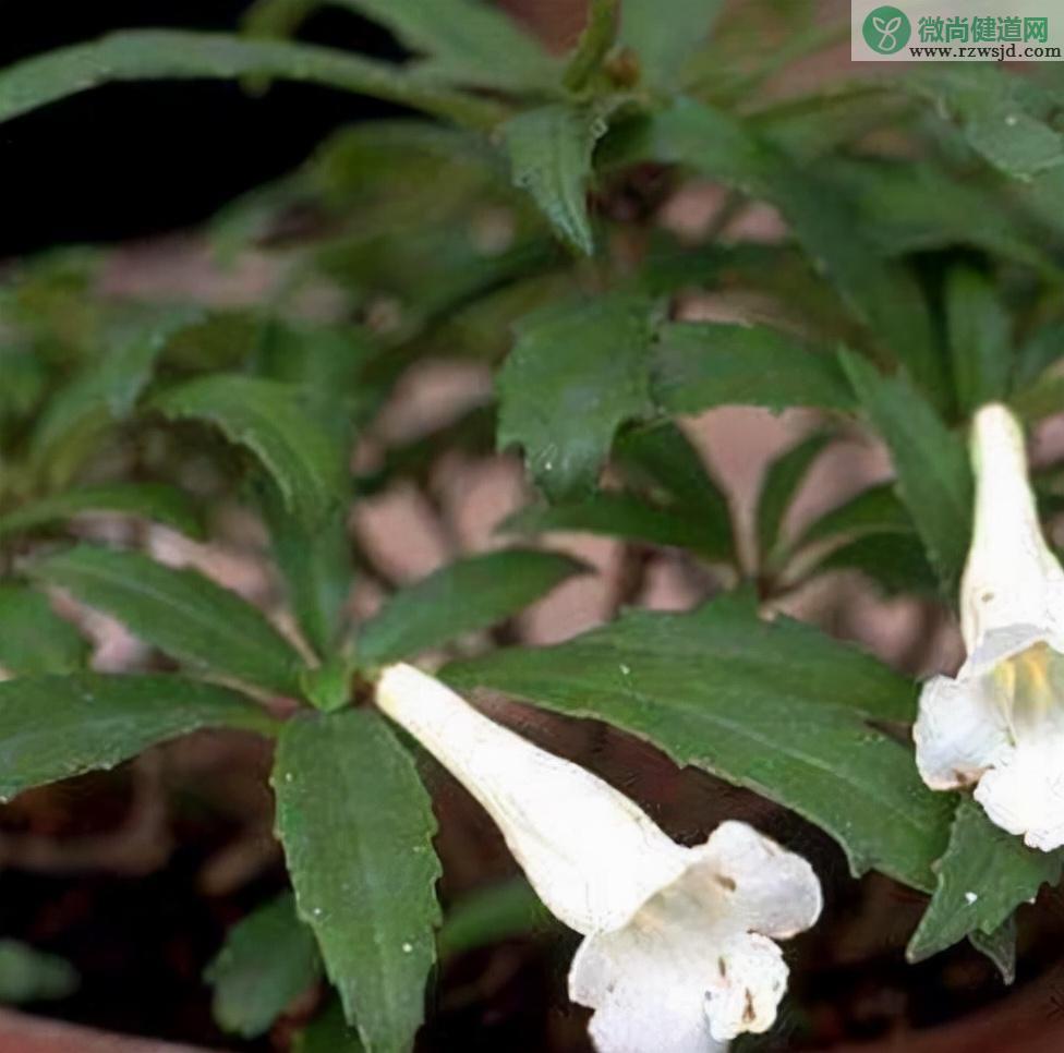 石吊兰的功效与作用（石吊兰资料介绍及其药用价值） 植物与健康 第5张