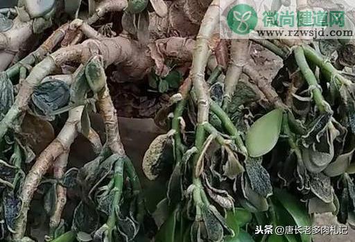 玉树掉叶子是什么原因（玉树掉叶子一碰就掉怎么补救） 多肉植物 第2张