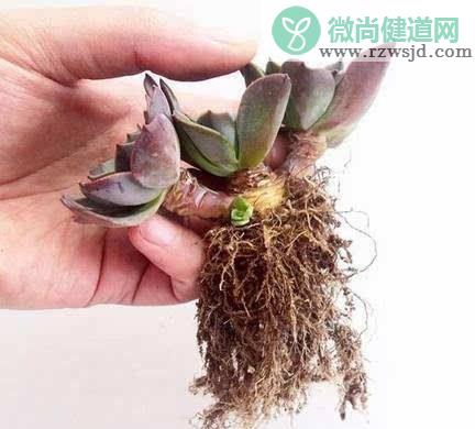 多肉植物怎么养才养得又大又肥（多肉养护注意事项） 多肉植物 第2张