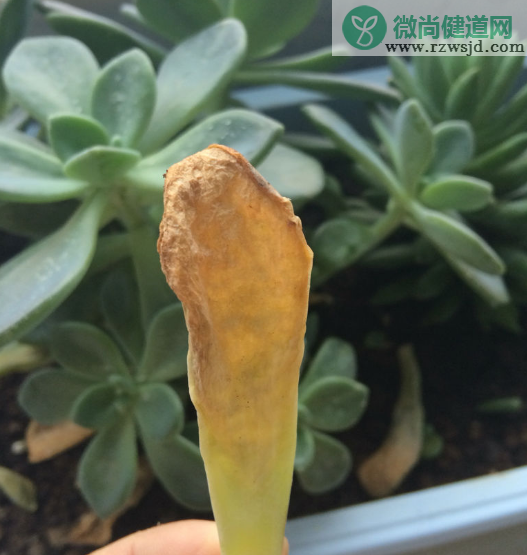 多肉叶子变软发黄透明怎么处理（多肉叶片病症怎么治） 多肉植物 第3张