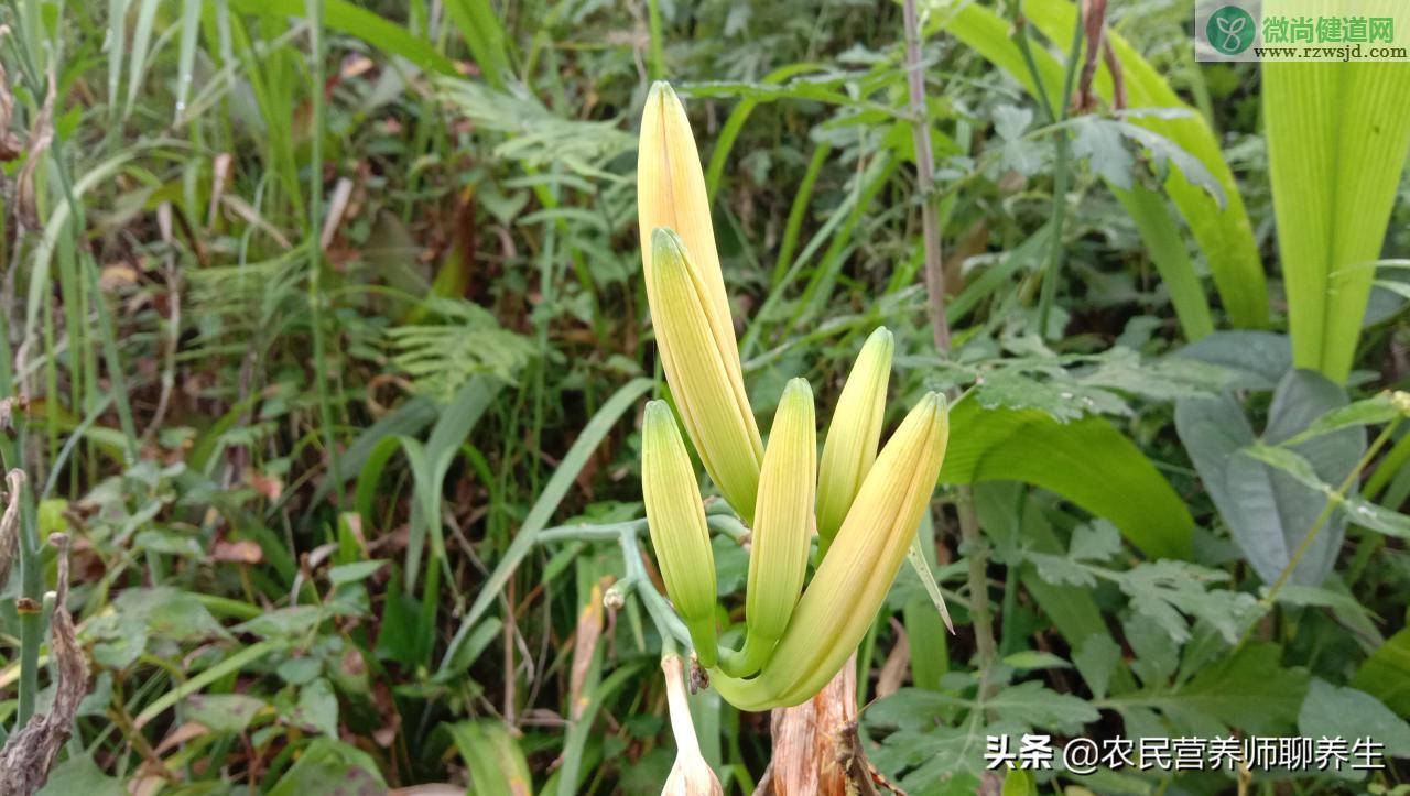 萱草长什么样，萱草的功效与作用有哪些 植物与健康 第10张