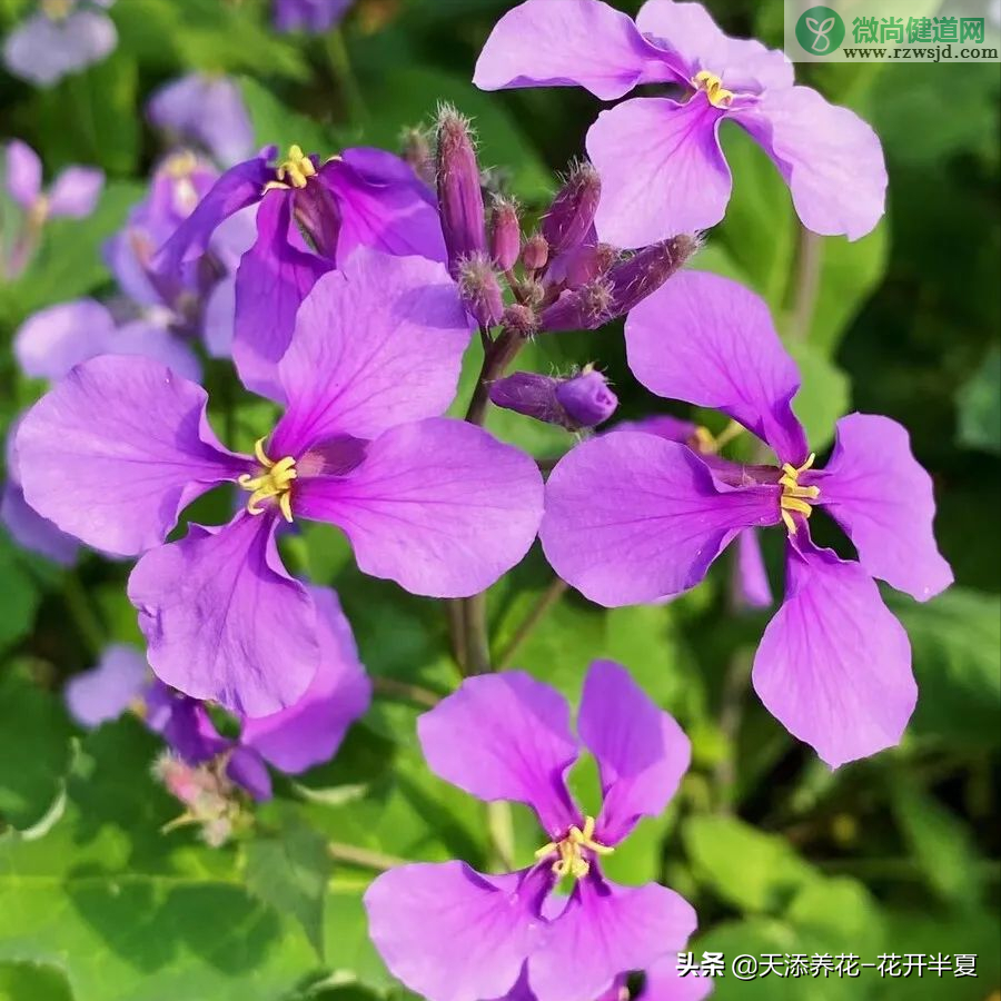 二月兰怎么吃（二月兰怎么做好吃几种做法分享） 植物与健康 第2张