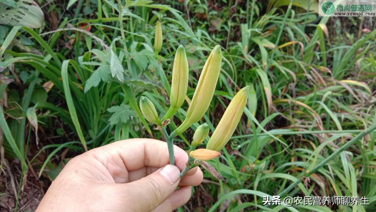 萱草长什么样，萱草的功效与作用有哪些 植物与健康 第4张