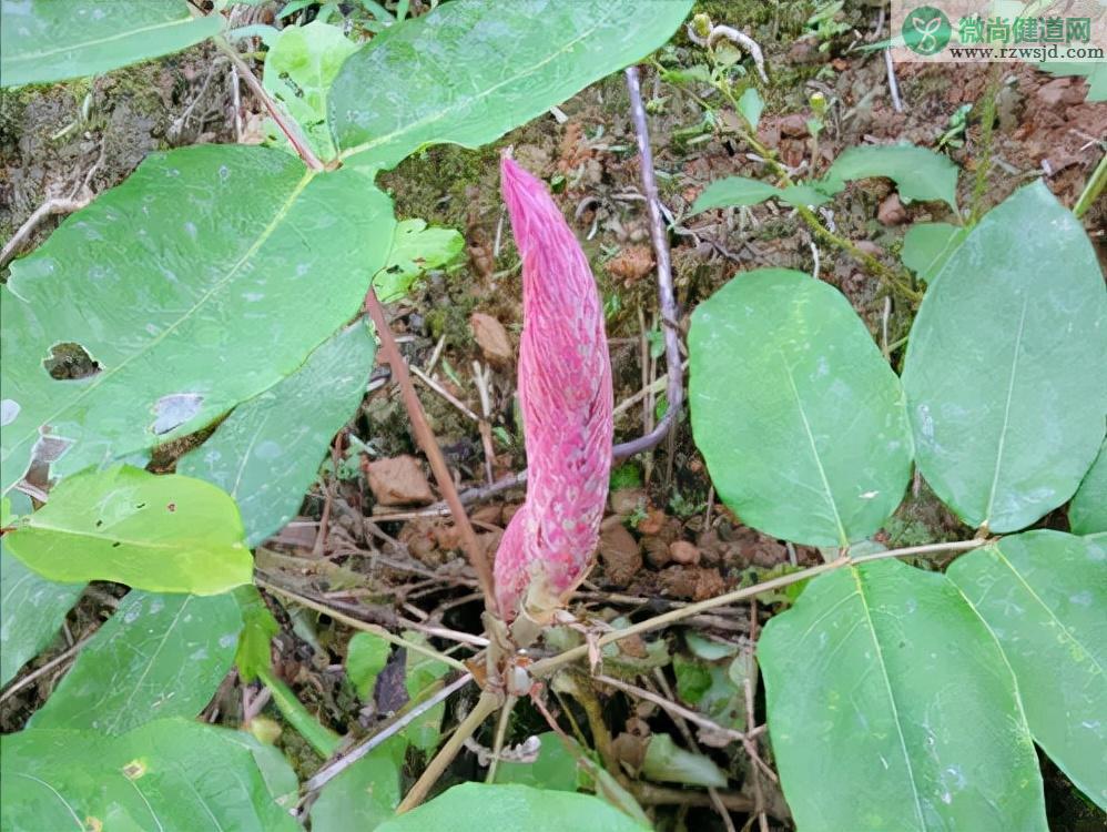 猫尾草的功效与作用（农村的猫