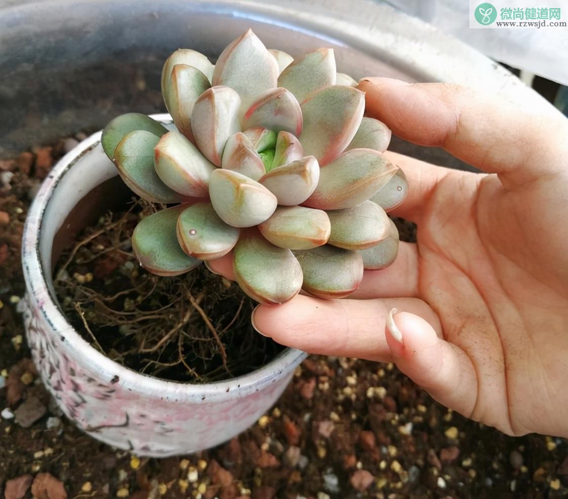 多肉移植后需要浇水吗（多肉换