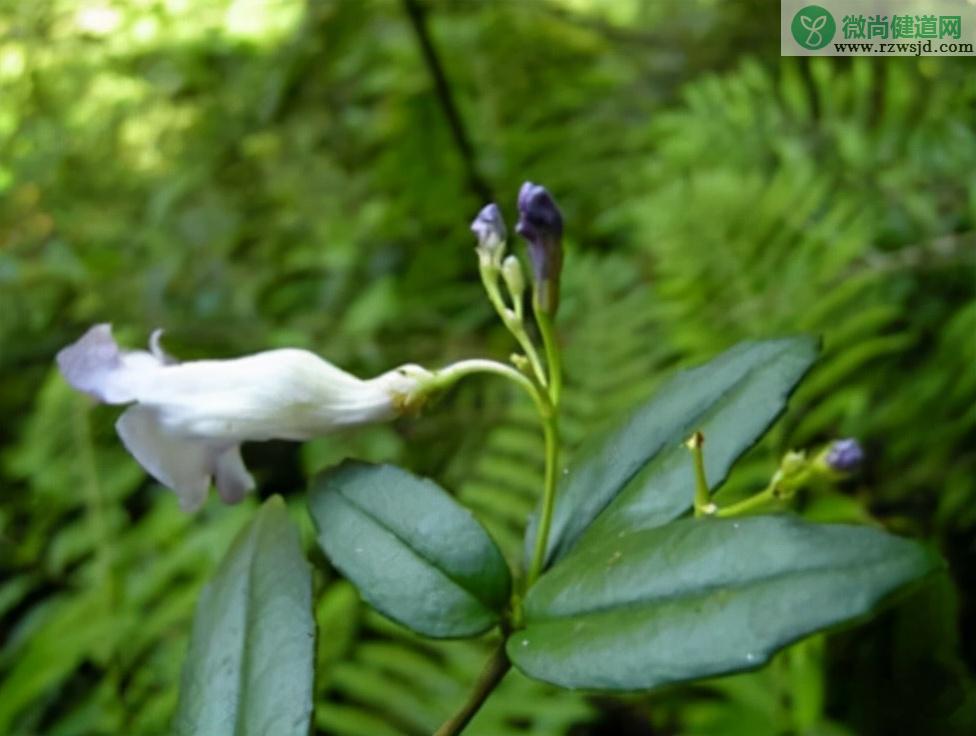 石吊兰的功效与作用（石吊兰资料介绍及其药用价值） 植物与健康 第7张