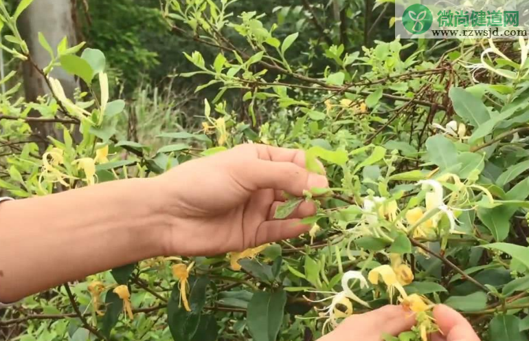 金银花怎么烘干（金银花晒干的方法） 植物与健康 第2张