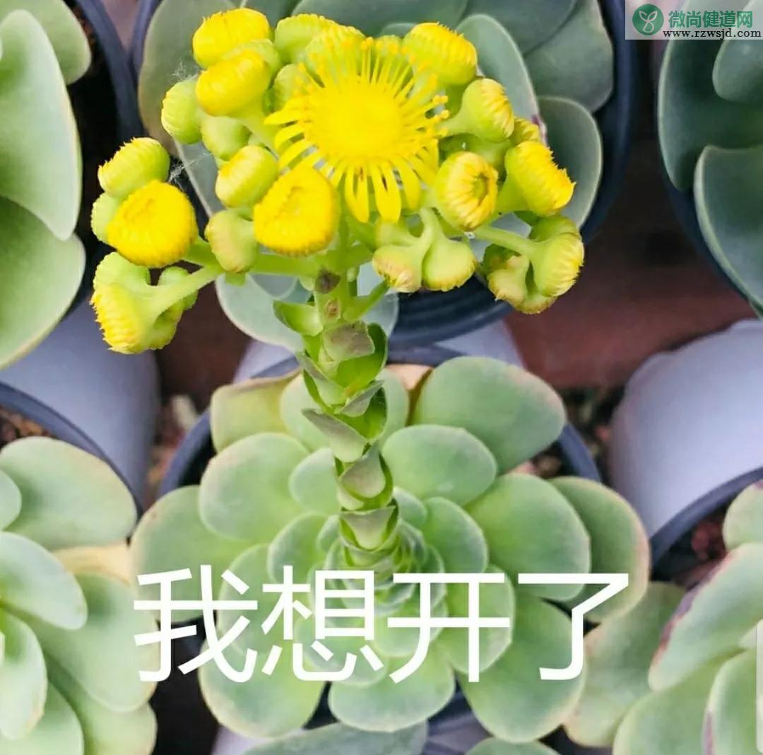 多肉开花代表什么寓意，有什么预兆 多肉植物 第10张