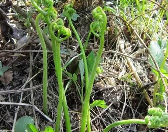 传能够致癌 蕨菜真不能吃了？