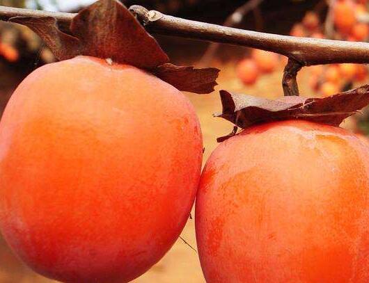 秋天吃柿子得多留个心眼