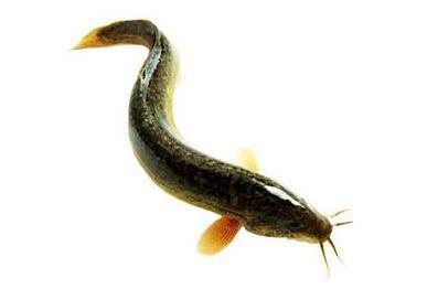 常吃泥鳅能提高精子的质量饮食之道