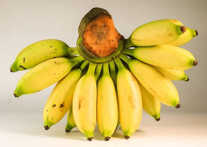多吃香蕉心情好 7大新吃法更营养饮食之道