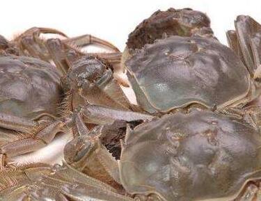 秋季螃蟹肥美 吃蟹禁忌要牢记饮食之道