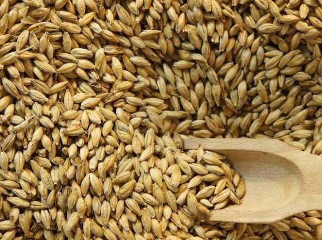 研究：大麦炒面有助于治便秘