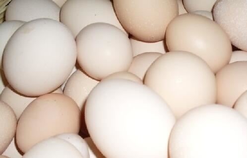 土鸡蛋营养更丰富？六个方法帮