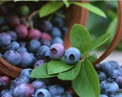 蓝莓能护肤 保护眼睛好食物