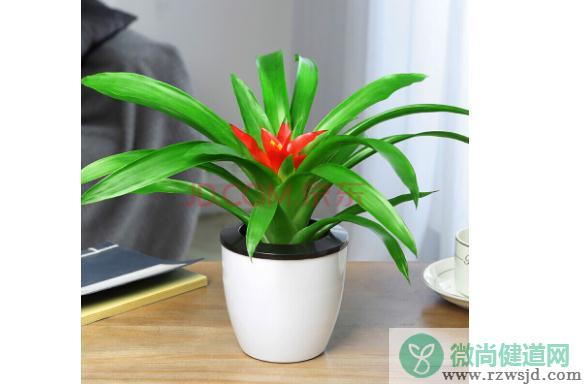 室内花卉种植要注意什么？家中花卉发生虫害怎么办？