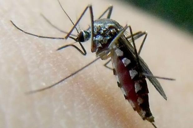 蚊子多少度会冻死 10度以下停止繁殖大批死亡